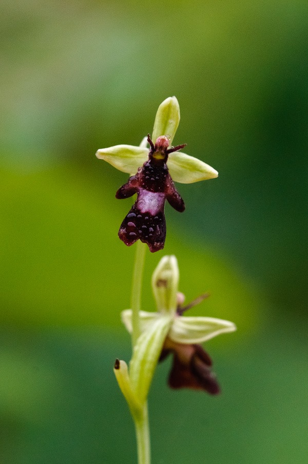 Fly Orchid