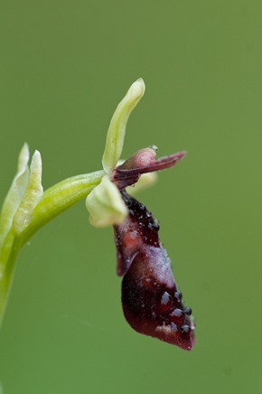 A side on view of a Fly Orchid's flower 