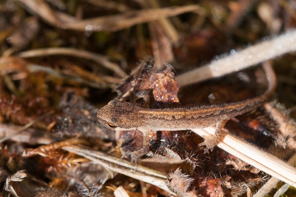 Smooth Newt 