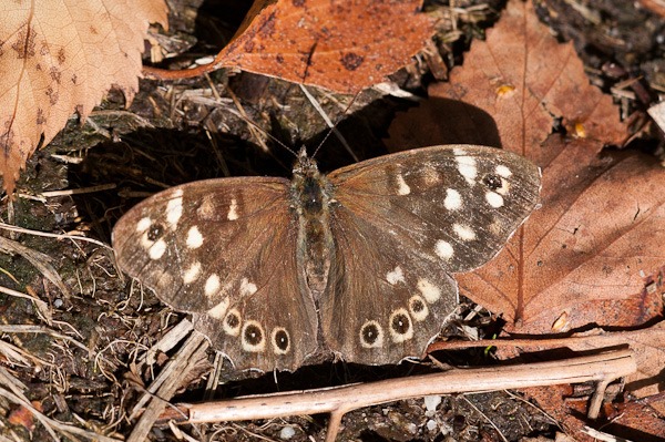 Speckled Wood