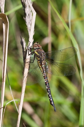 Southern Hawker