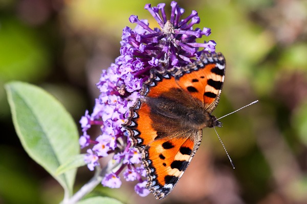 Small Tortoisehell