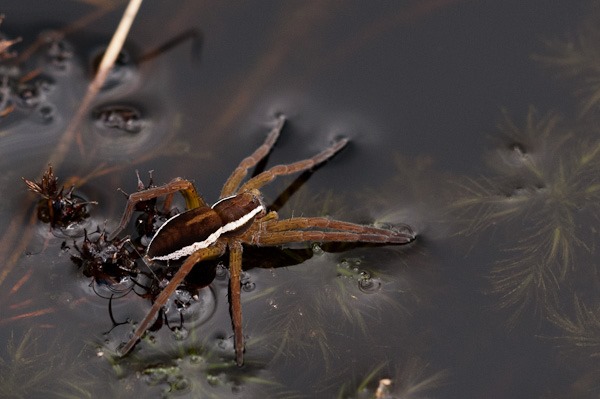 Raft Spider at Coombe Heath