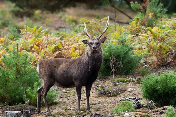 Sika Stag at Arne