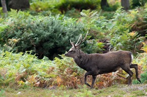 Sika Stag at Arne