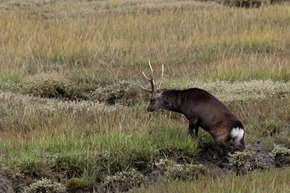 Sika Stag at Arne