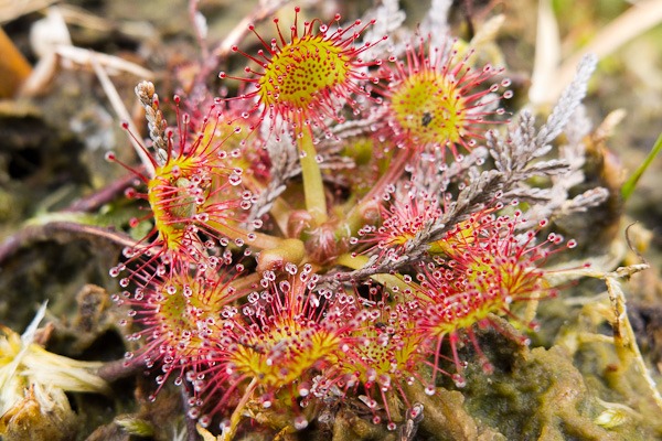 Round leaved Sundew at Westhay Moor