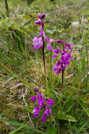 Early Purple Orchid