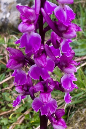 Early Purple Orchid flowers