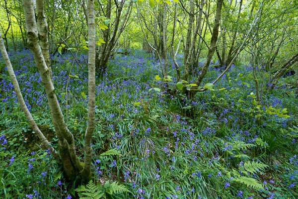 Bluebells