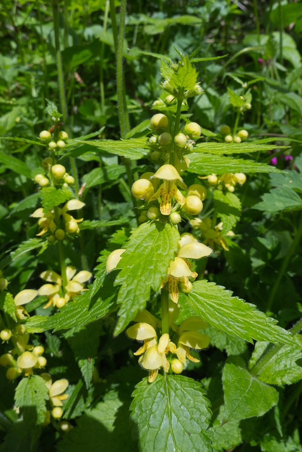Yellow Archangel