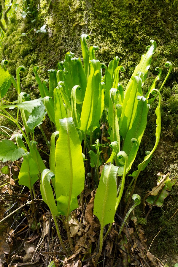 Harts Tongue Fern