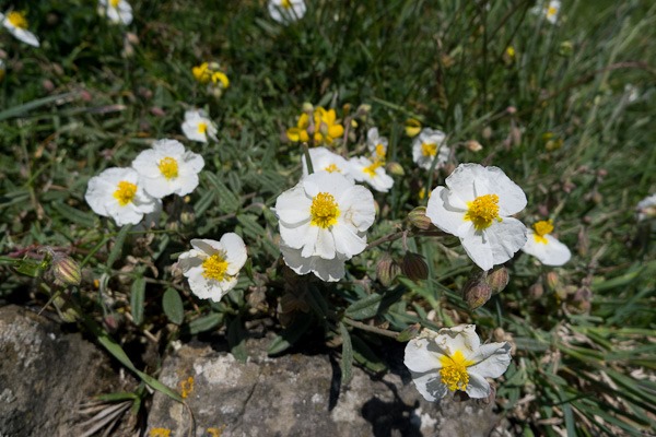 White Rock-Rose on Brean Down