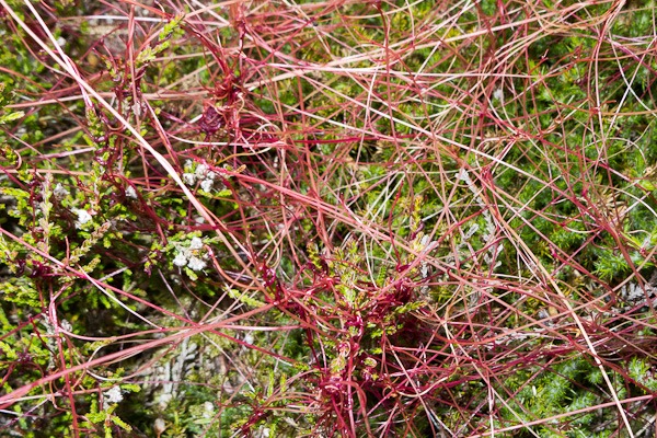 Dodder growing on heather at Coombe Heath