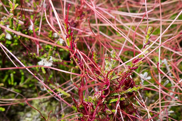 Dodder