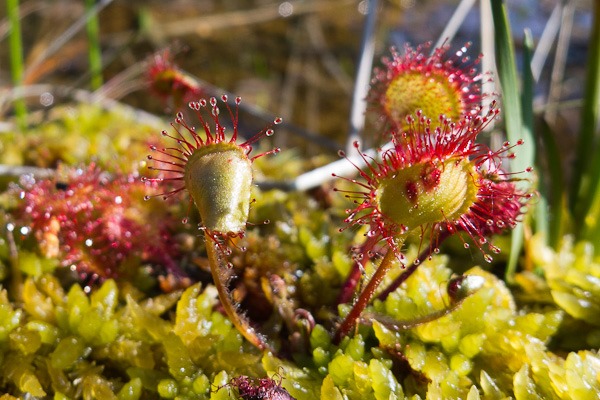 Round–leaved Sundew