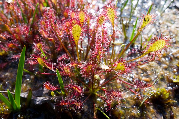 Intermediate leaved Sundew