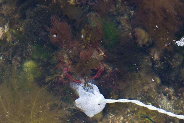 Spider Crab tempted out of cover by a chunk of Mackerel.