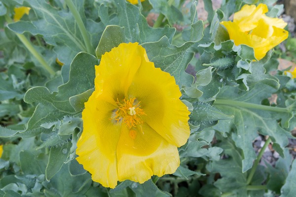 Yellow Horned Sea Poppy