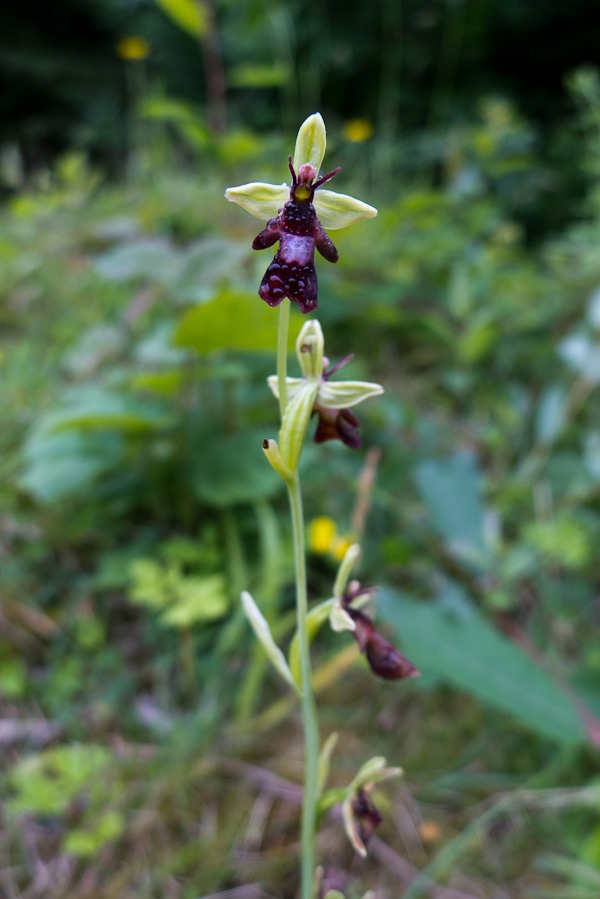 Fly Orchid