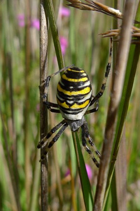 female Wasp Spider at Coombe Heath