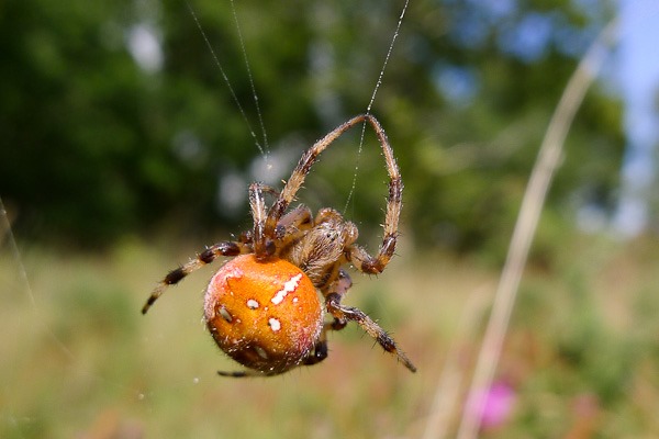 The Four Spotted Orb Weaver the heaviest spider in the UK