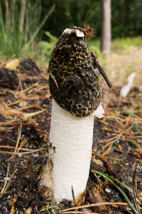 Stinkhorn