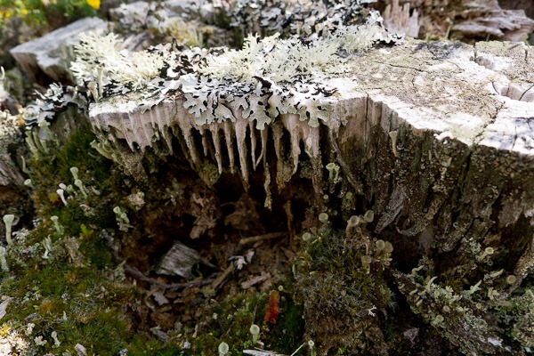 Lichen encrusted tree stump 