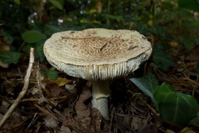 Blushing Wood Mushroom