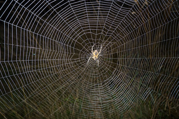 Garden Orb Spider