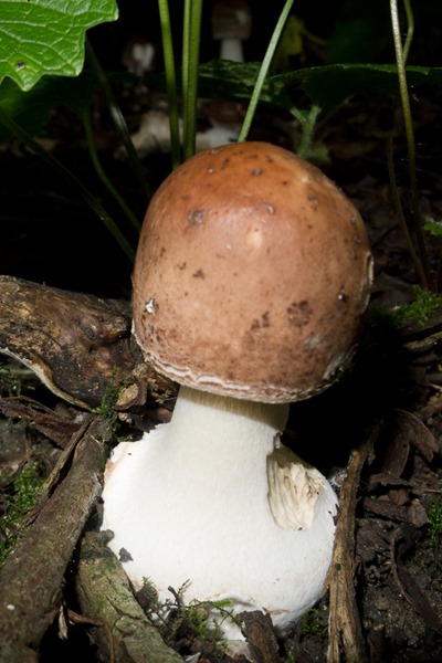 Young Parasol Mushroom 