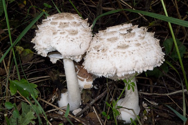 Young Parasol Mushroom 