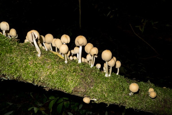 Fairy Inkcaps