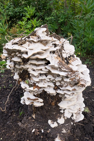 Unknown bracket fungi