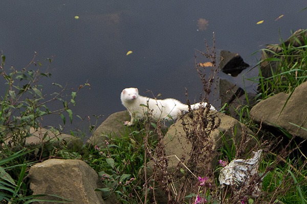 Albino Mink on the River Mersey