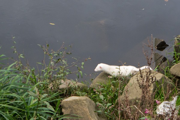 Albino Mink