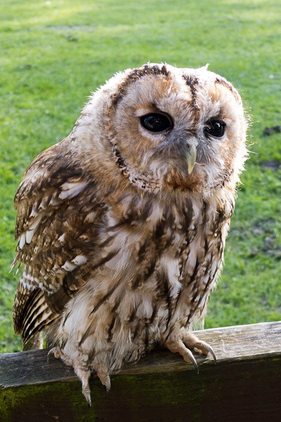 A Tawny Owl called Dave