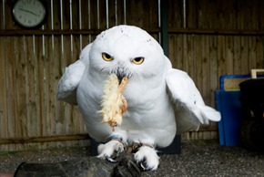Snowy Owl eating young chick