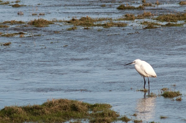 Little Egret waiting for the tide