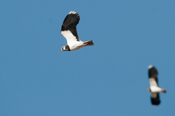Lapwings fleeing the oncoming tide