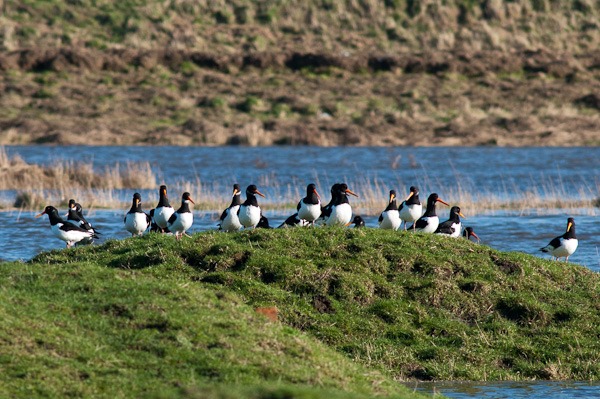 Oystercatchers on a grassy island