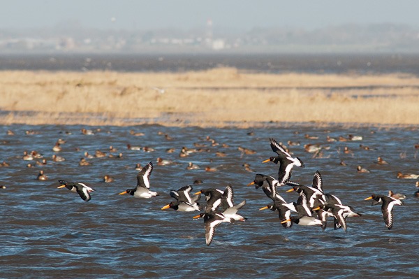 Oystercatchers taking flight