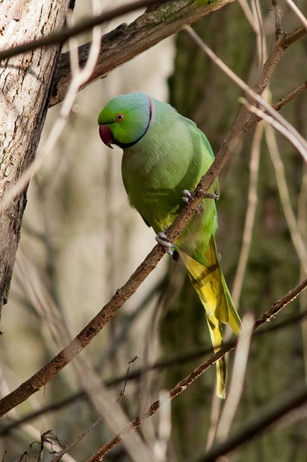 Ringed necked Parakeet in Stenner Woods, Didsbury
