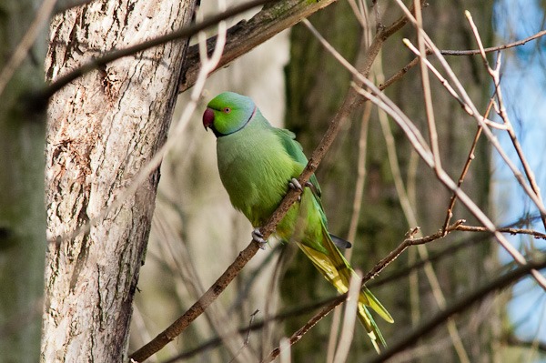 Ringed necked Parakeet -  Stenner Woods