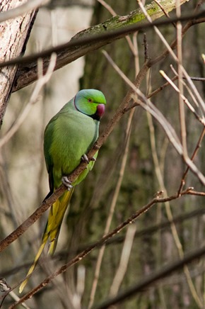 Ringed necked Parakeet