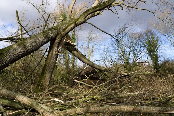 Crack Willow destroyed in the recent storms