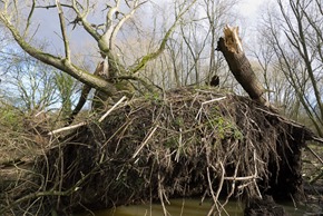 Crack Willow blown over in Stenner Woods