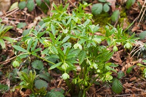 Green Hellebore in Eaves Wood, Silverdale