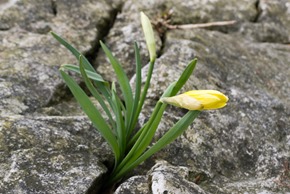 Wild Daffodils growing in limestone pavement at  Far Arnside