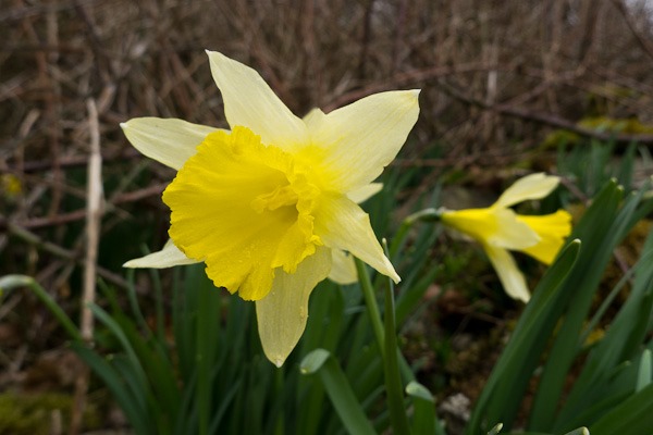 Wild Daffodils at Far Arnside, Lancashire